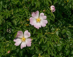 Wild Rose Flowers (Rosa canina)