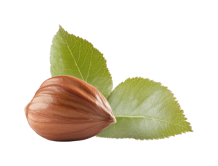 Harvesting hazelnuts orchard food natural setting isolated on transparent background - Generative AI