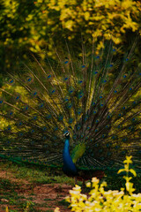 Safari na Sri Lance paw