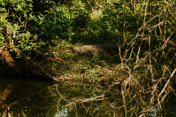 Safari na Sri Lance krokodyl