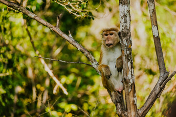 Safari na Sri Lance małpa © Katarzyna