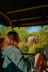 Safari na Sri Lance słoń © Katarzyna