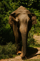 Safari na Sri Lance słoń © Katarzyna