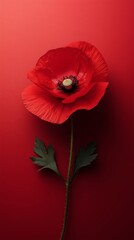 Vibrant red poppy blooming against a bold red background