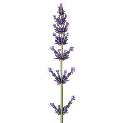 Naklejka premium A beautifully illustrated lavender sprig with detailed tiny blossoms and slender green stem, artistic digital drawing, centered layout, transparent background, PNG