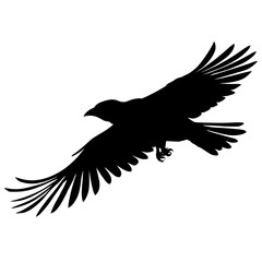 Obraz premium crow flight silhouette