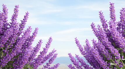 Fototapeta premium Lavender Blooms Against a Serene Sky Aromatic Floral Abundance Purple Blossoms Natural Elegance Beauty