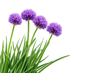 Fototapeta premium Chive flower blossoms garden nature isolated on transparent background - Generative AI