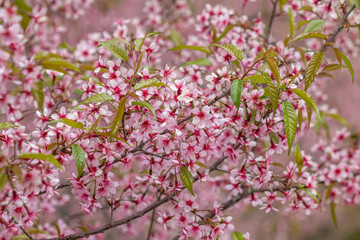 The Tiger Lily, a winter flower of Thailand