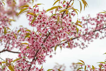 The Tiger Lily, a winter flower of Thailand