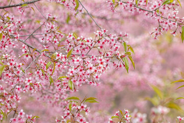 The Tiger Lily, a winter flower of Thailand