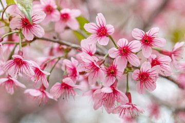 The Tiger Lily, a winter flower of Thailand