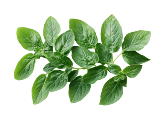 Natural basil leaves garden harvest tips isolated on transparent background - Generative AI