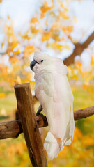 white cockato standing on a wood log in forest