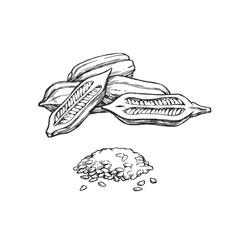 Vector hand-drawn illustration of sesame capsules with seeds. Black and white sketch of plant details.
