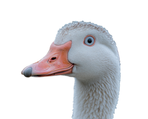 Of goose head nature isolated on transparent background - Generative AI