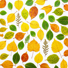 Colorful Foliage Background with Mixed Leaves,Multicolor Leaf Arrangement on Light Surface