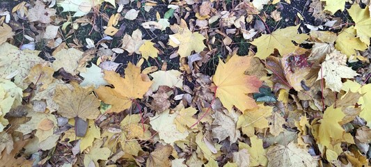 Yellow maple leaf. Autumn gloomy day outside. Close-up of fallen yellowed maple leaf. Large dark...