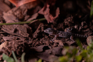 Gecko in the field during night