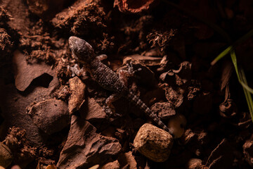 Gecko in the field during night