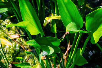 Bright green Pontederia cordata leaves emerge from a shallow wetland, illuminated by sunlight, with reflections on the water and aquatic plants thriving around them.