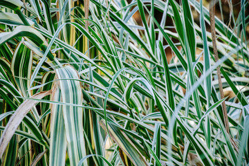 A dense cluster of variegated grass blades intertwine, showcasing intricate patterns of green and white stripes, creating a natural texture with organic movement.