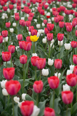 Obraz premium 튤립