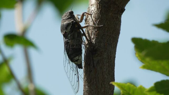 Cicada Tree Branch Summer - Close-up of a cicada on a tree branch in summer.