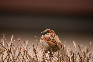 sparrow on a branch