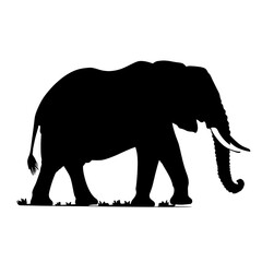 Fototapeta premium a elephant silhouette