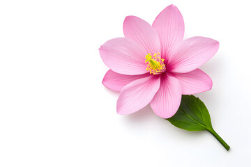 Obraz premium Pink Lotus flower blossom isolated on white background. Water lily flower close up