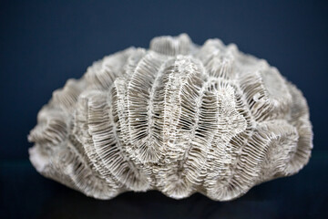 Spliced lenticular gypsum crystals. Desert rose. North Africa