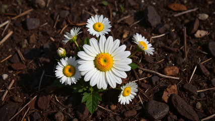 White daisies in a garden. For nature blogs, websites, postcards, spring themes, beauty of nature, floral design, Mother's day.