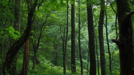 Obraz premium Verdant forests in peaceful ambiance
