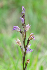 Limodorum abortivum