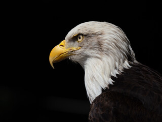 American eagle portrait on black background