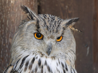  majestic portrait of Siberian owl its natural habitat in daylight.