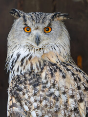  majestic portrait of Siberian owl its natural habitat in daylight.