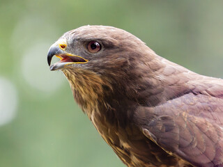  majestic portrait of a hawk (Buteo buteo) in its natural habitat in daylight.