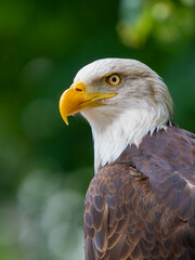 Majestic bald eagle perched calmly, showcasing striking features and sharp gaze in a natural setting