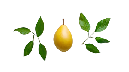 a ripe mango hanging on a green branch on a transparent background, PNG image, PNG file, Generative art.