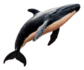 Fototapeta premium Humpback Whale Leaping Out of the Deep Blue Sea Against a Transparent Backdrop