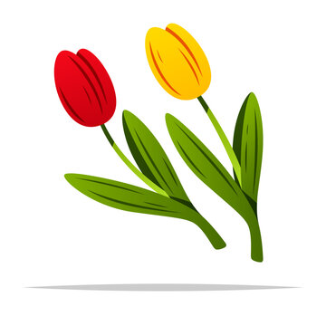 red and yellow tulips on white clip art preview