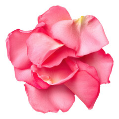 Pile of Delicate Pink Rose Petals Isolated on Transparent Background