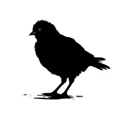 Fototapeta premium chick silhouette