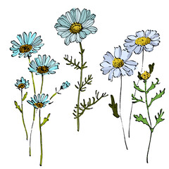 Aesthetic flowers daisies, chamomile isolated on white background