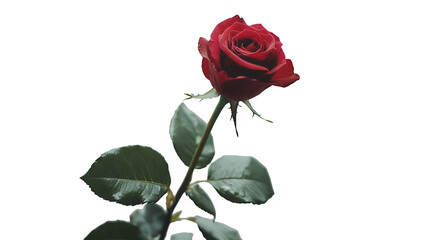 Naklejka premium a single flower on a transparent background, PNG image, PNG file, Generative art.
