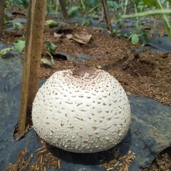 Solitary giant mushroom amidst agricultural film in a cultivated field