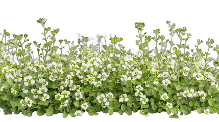 a green plant with white flowers on a transparent background, PNG image, PNG file, Generative art.