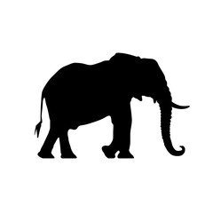 Fototapeta premium a elephant silhouette